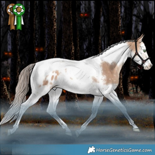 Horse Color:Amber Champagne Splash Tobiano Frame Appaloosa Rabicano 