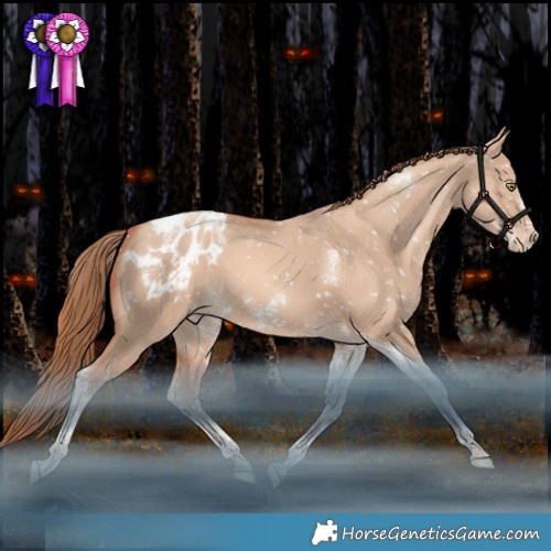 Horse Color:Gold Champagne Dun Tobiano Frame Appaloosa 