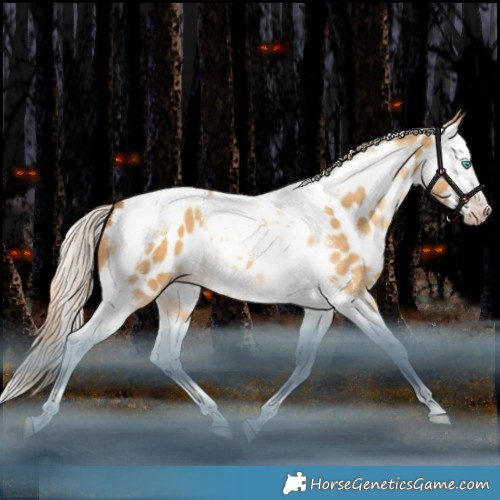 Horse Color:Gray Gold Cream Champagne Dun Mushroom Splash Tobiano Frame Appaloosa