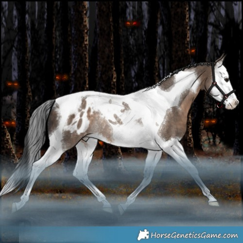 Horse Color:Brown Dun Splash Tobiano Appaloosa Rabicano 