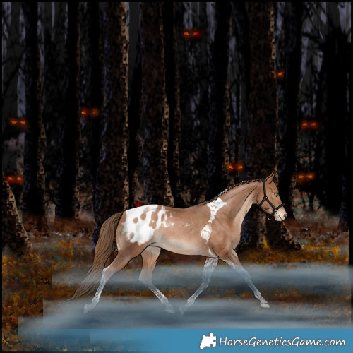 Horse Color:Bay Pearl Tobiano Appaloosa Rabicano 