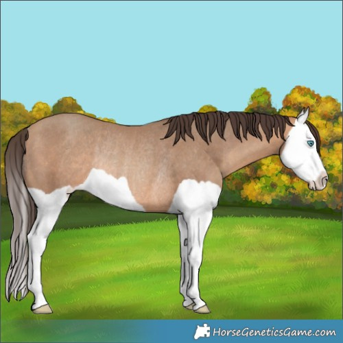 Horse Color:Amber Champagne Splash Rabicano