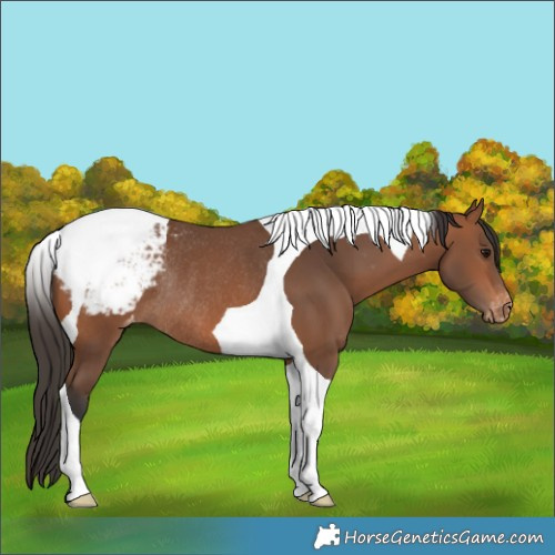 Horse Color:Bay Tobiano Appaloosa Rabicano