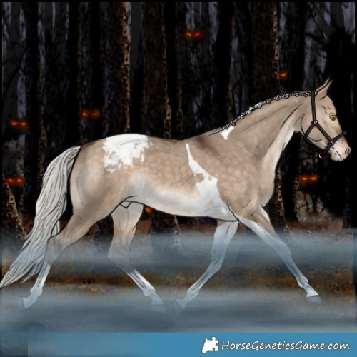Horse Color:Silver Bay Dun Tobiano Appaloosa 