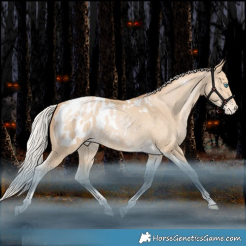 Horse Color:Silver Black Snowdrop Tobiano Appaloosa 