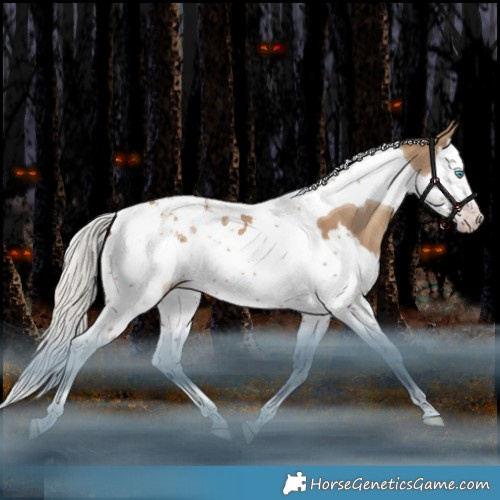 Horse Color:Gray Silver Classic Champagne Dun Splash Tobiano Appaloosa 