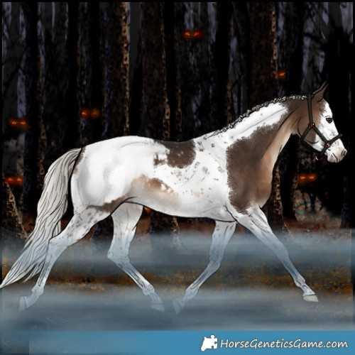 Horse Color:Gray Silver Brown Splash Tobiano Appaloosa 