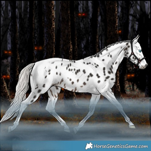 Horse Color:Gray Silver Brown Splash Tobiano Appaloosa Rabicano 
