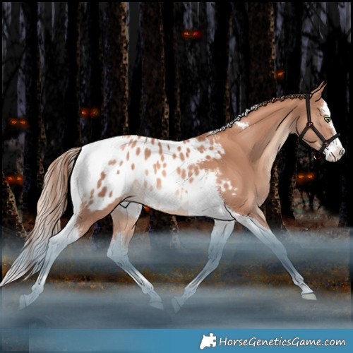 Horse Color:White Spotted Gold Champagne Splash Tobiano Appaloosa Rabicano 