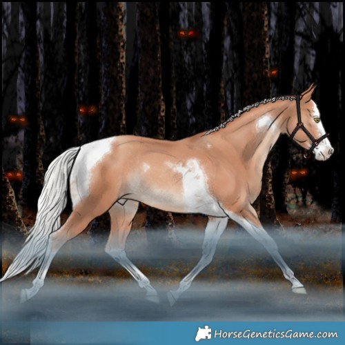 Horse Color:Silver Amber Champagne Splash Tobiano Appaloosa Rabicano 
