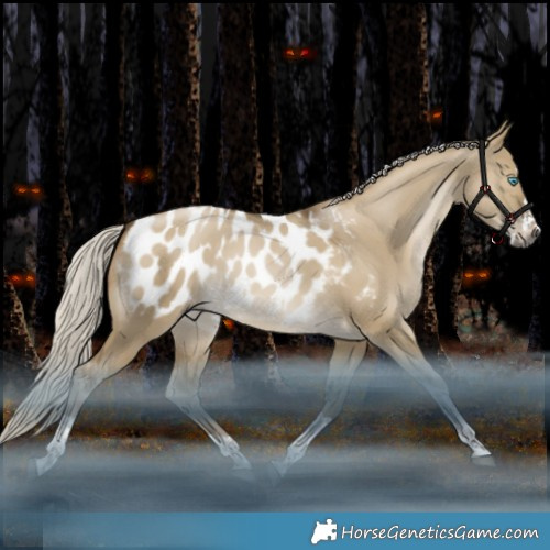 Horse Color:Gray Silver Smoky Grullo Snowdrop Mushroom Splash Tobiano Appaloosa Rabicano 