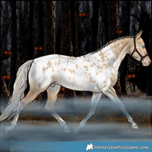 Horse Color:Gray Silver Amber Champagne Dun Tobiano Appaloosa Rabicano 