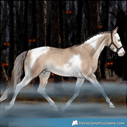 Horse Color:Amber Champagne Dun Splash Tobiano Rabicano 