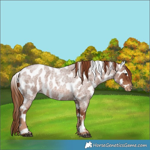 Horse Color:Red Roan Leopard 
