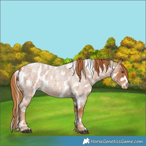 Horse Color:Red Roan Appaloosa 