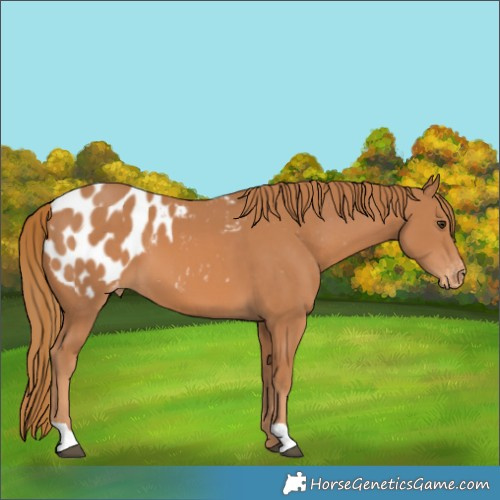 Horse Color:Chestnut Appaloosa 