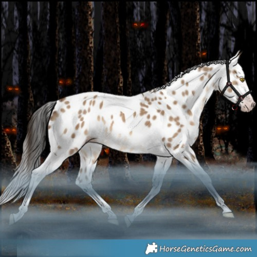 Horse Color:Gray White Spotted Sable Champagne Dun Splash Tobiano Appaloosa Rabicano
