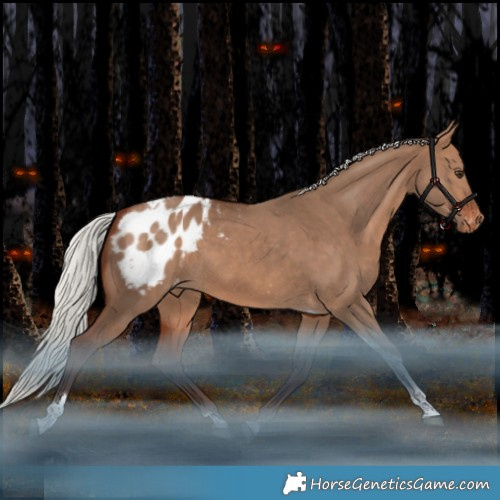 Horse Color:Silver Brown Dun Tobiano Appaloosa 