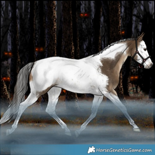 Horse Color:Gray Bay Dun Splash Tobiano Appaloosa Rabicano 