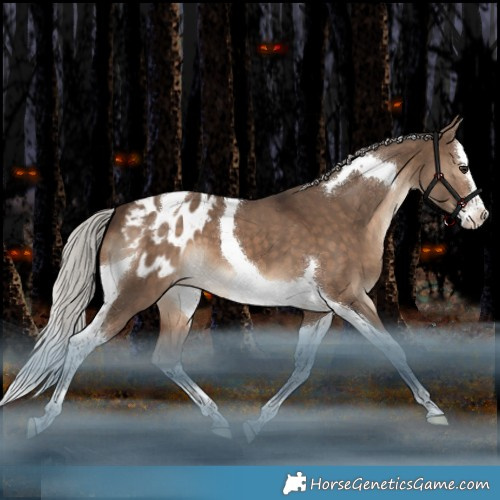 Horse Color:Silver Brown Dun Splash Tobiano Appaloosa 