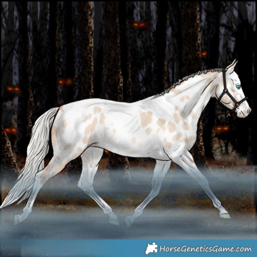 Horse Color:White Spotted Silver Amber Champagne Dun Splash Tobiano Appaloosa Rabicano