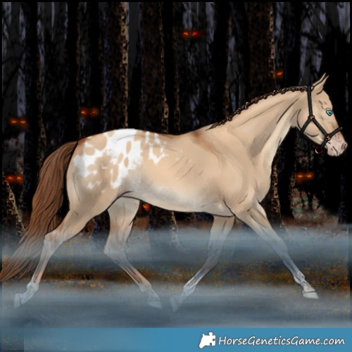 Horse Color:Gray White Spotted Gold Champagne Dun Tobiano Appaloosa Rabicano 