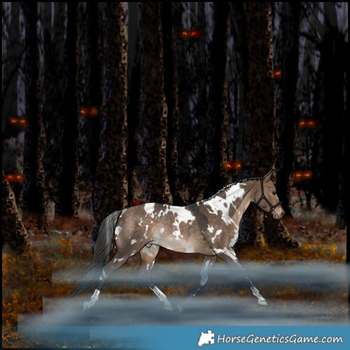 Horse Color:White Spotted Bay Dun Rabicano 