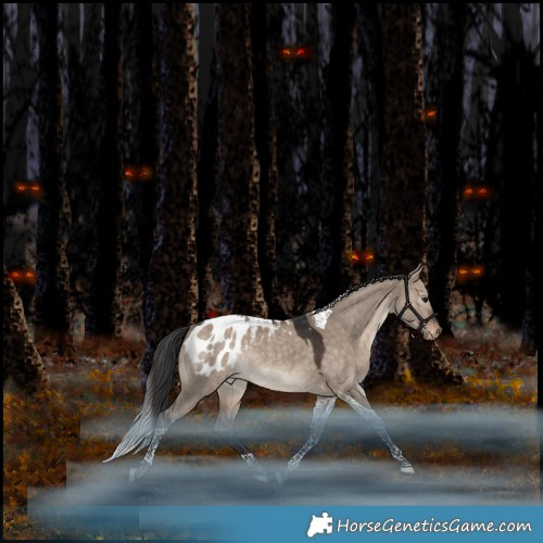 Horse Color:Brown Dun Tobiano Appaloosa Rabicano 