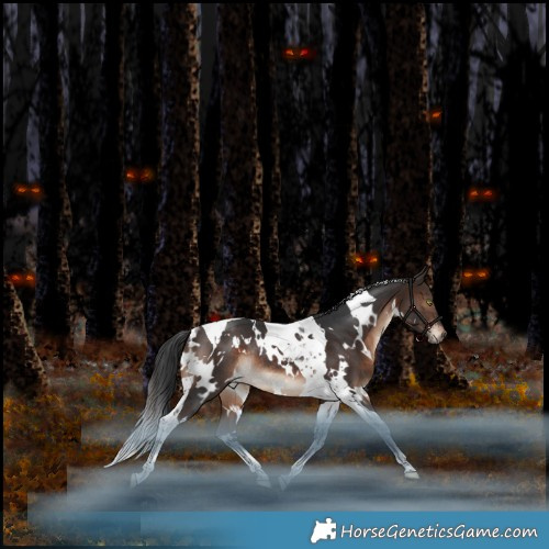 Horse Color:White Spotted Brown Tobiano Rabicano 