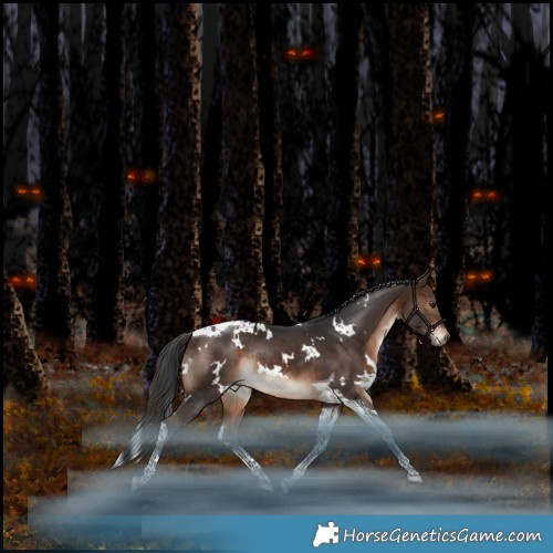 Horse Color:White Spotted Bay Tobiano Rabicano 