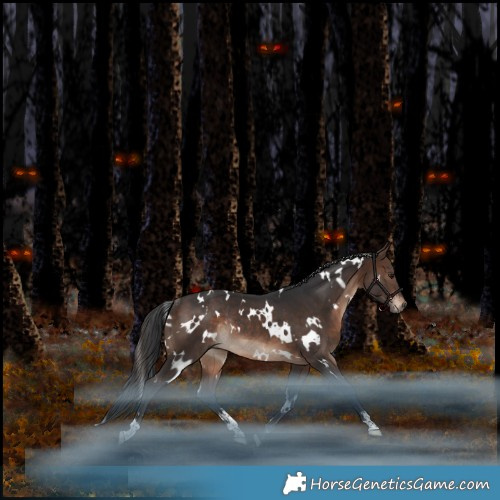 Horse Color:White Spotted Bay Rabicano 