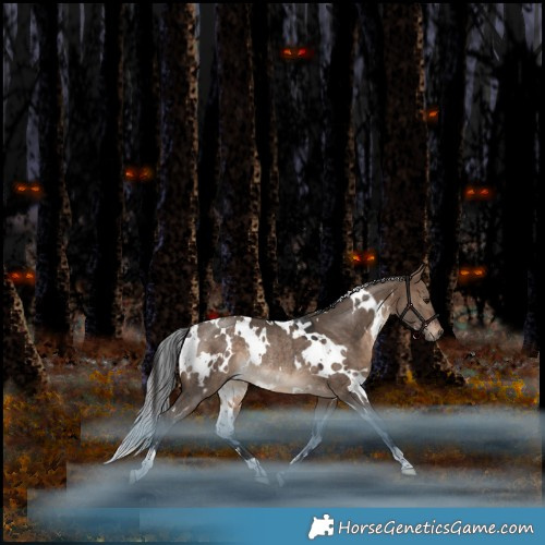 Horse Color:White Spotted Bay Dun Rabicano 