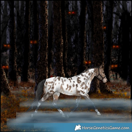 Horse Color:White Spotted Bay Dun Appaloosa Rabicano 
