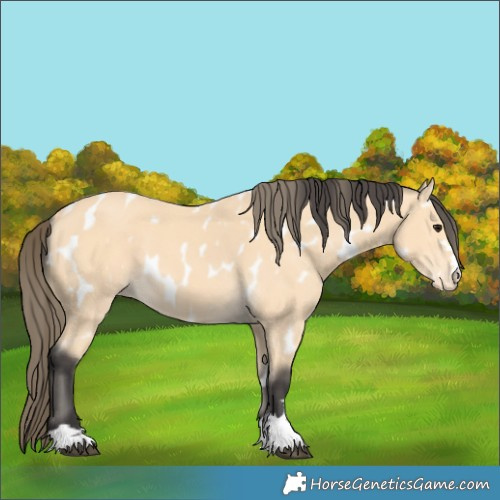 Horse Color:Buckskin Appaloosa