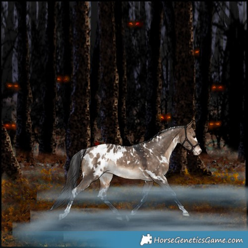 Horse Color:White Spotted Bay Dun Appaloosa Rabicano 