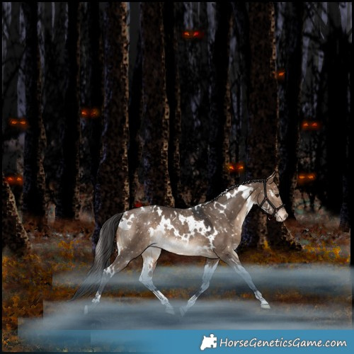Horse Color:White Spotted Bay Dun Appaloosa Rabicano 