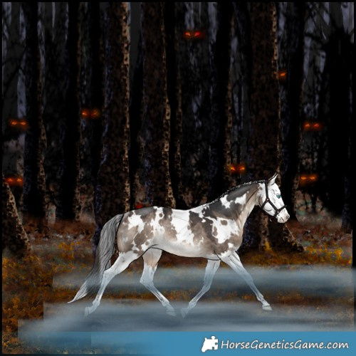 Horse Color:White Spotted Bay Dun Splash Rabicano 