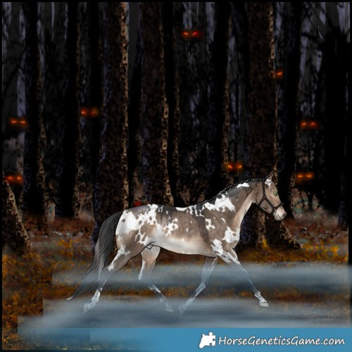 Horse Color:White Spotted Bay Dun Rabicano 