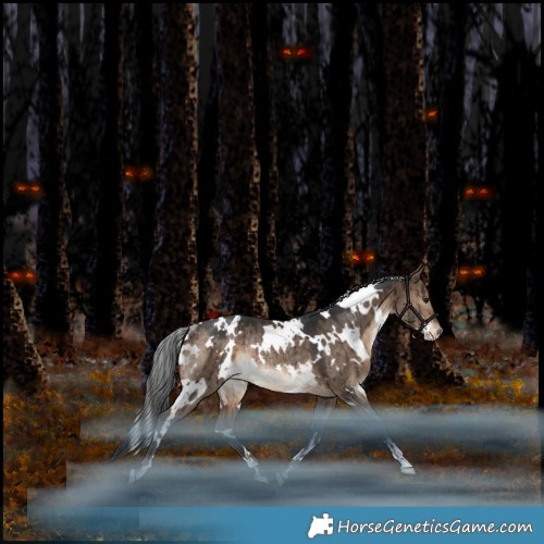 Horse Color:White Spotted Bay Dun Appaloosa Rabicano Brindle 