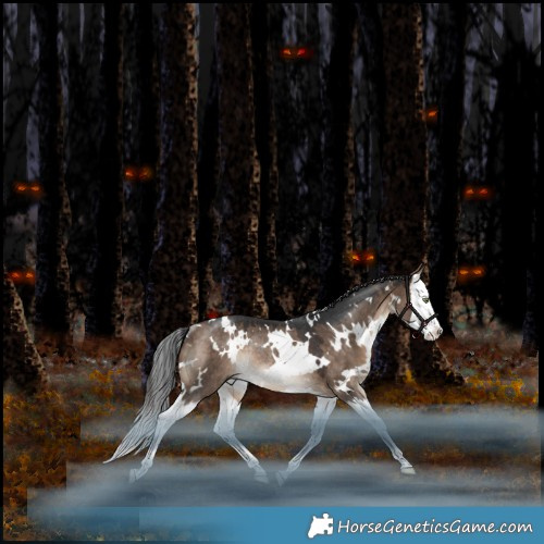 Horse Color:White Spotted Bay Dun Splash Rabicano 