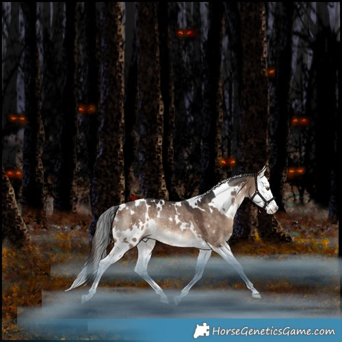 Horse Color:White Spotted Bay Dun Splash Rabicano 