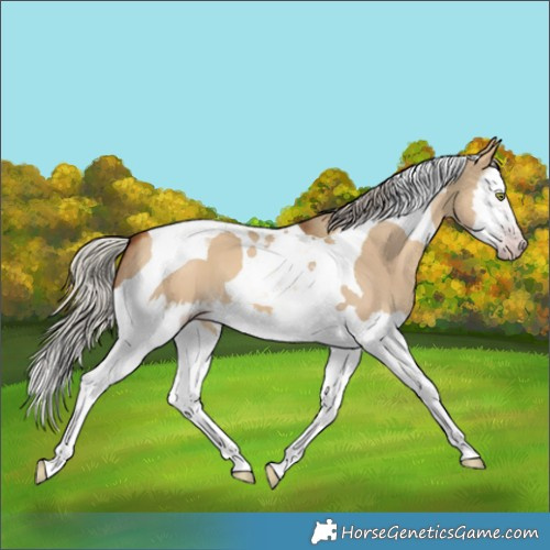 Horse Color:Gray Silver Amber Champagne Dun Splash Tobiano