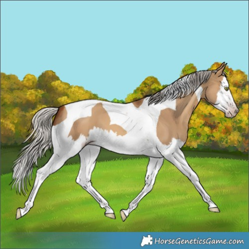 Horse Color:Gray Silver Amber Champagne Dun Splash Tobiano 