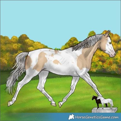 Horse Color:Gray Silver Amber Champagne Dun Splash Tobiano 