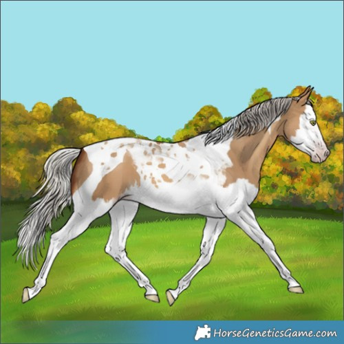 Horse Color:Gray Silver Amber Champagne Dun Splash Tobiano