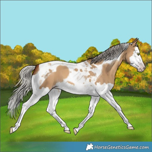 Horse Color:Gray Silver Amber Champagne Dun Splash Tobiano 