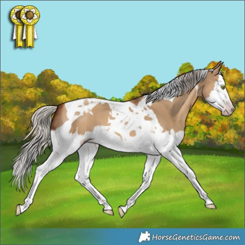 Horse Color:Gray Silver Amber Champagne Dun Splash Tobiano 