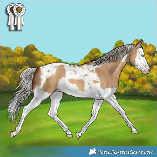 Horse Color:Gray Silver Amber Champagne Dun Splash Tobiano 