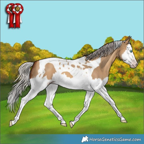 Horse Color:Gray Silver Amber Champagne Dun Splash Tobiano 