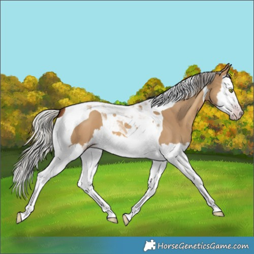 Horse Color:Gray Silver Amber Champagne Dun Splash Tobiano 
